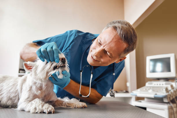 Best Emergency Tooth Extraction in White Island Shores, MA